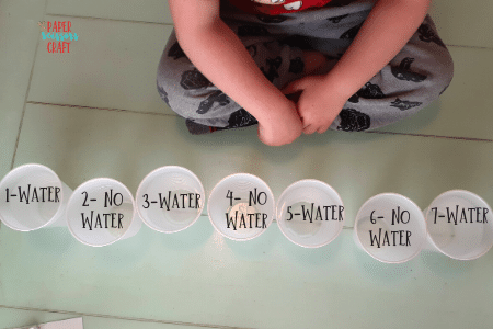 Walking Water Experiment cups