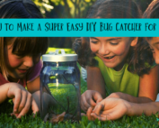 How to Make a Super Easy DIY Bug Catcher for Kids-min